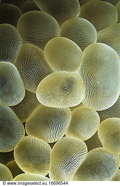 A close-up of Lichtenstein's bubble coral (Physogyra lichtensteini).