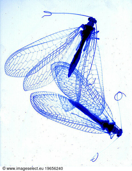 A close up photo of two insects is taken by placing in onto a light box.