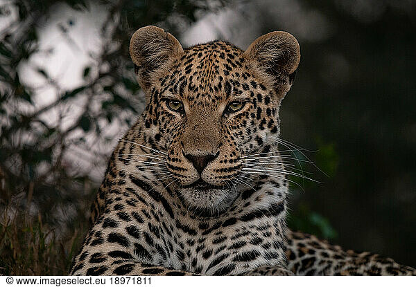 A close-up portrait of a leopard  Panthera pardus.