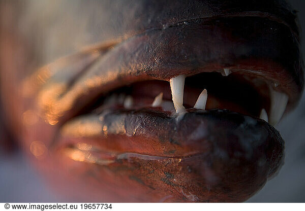 A close-up  selective focus view of a snapper fish's tooth in Costa Rica.