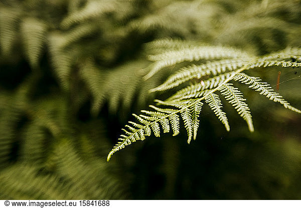 A closeup of a fern  cascade mountains  washington