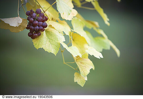 A cluster of grapes on a vine.