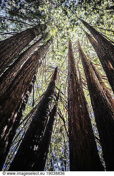 A cluster of redwood trees.