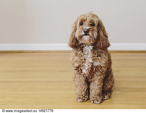 A cockapoo mixed breed dog  a cocker spaniel poodle cross  a family pet with brown curly coat