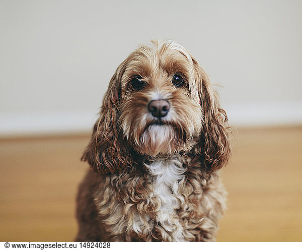 A cockapoo mixed breed dog  a cocker spaniel poodle cross  a family pet with brown curly coat