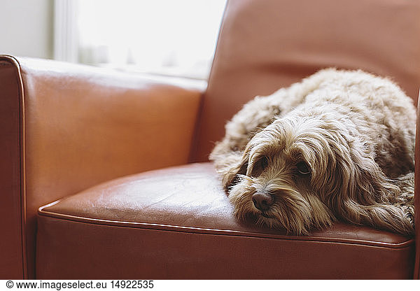 A cockapoo mixed breed dog  a cocker spaniel poodle cross  a family pet with brown curly coat lying on a brown leather chair.
