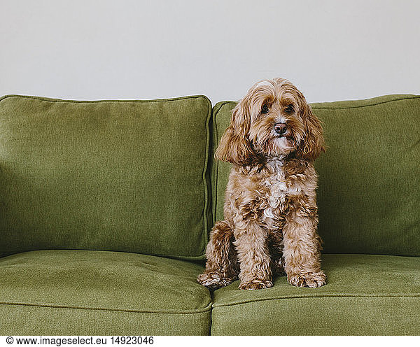 A cockapoo mixed breed dog  a cocker spaniel poodle cross  a family pet with brown curly coat sitting on a chair