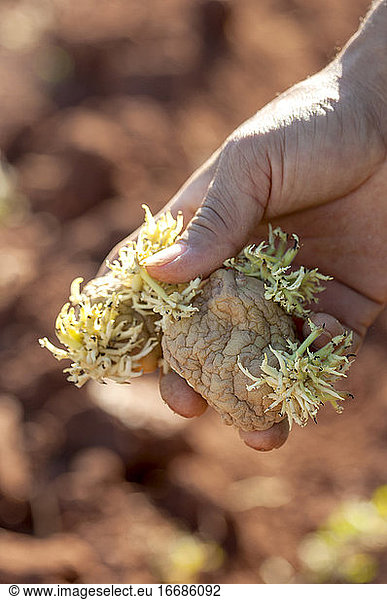 A Colombian farmer's hand with potatoes.