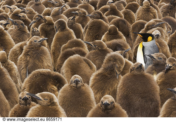 A colony of King Penguins  Aptenodytes patagonicus. Fledgling chicks with brown fluffy coats  standing in large groups  with some adults among them.