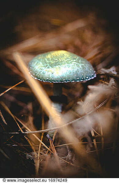 A colorful mushroom in the ground on the forest in winter time.