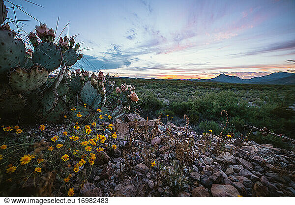 A colorful sunset over the desert in Big Bend National Park with cacti in the foreground