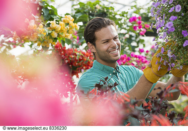 A commercial greenhouse in a plant nursery growing organic flowers. Man working  checking and tending flowers.