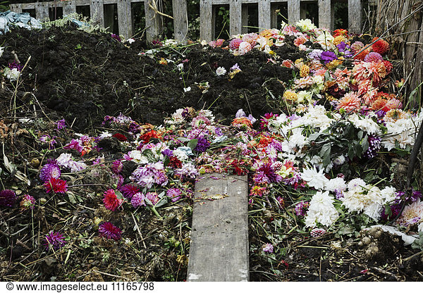 A compost bin made of old wooden pallets  with dead flowers  garden waste and soil.