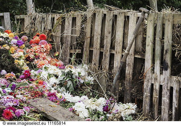 A compost bin made of old wooden pallets  with dead flowers  garden waste and soil.