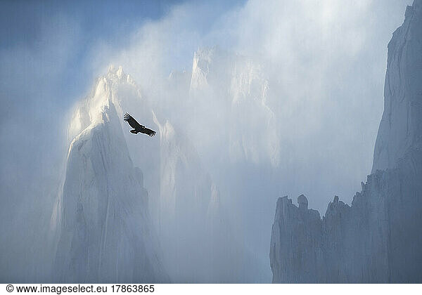 A condor circling against the backside of the Fitzroy massif