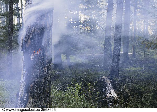 A controlled forest burn,  a deliberate fire set to create a healthier and more sustainable forest ecosystem. The prescribed burn of forest creates the right condition for regrowth.