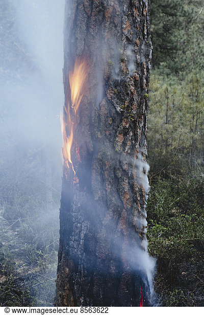 A controlled forest burn  a deliberate fire set to create a healthier and more sustainable forest ecosystem. The prescribed burn of forest creates the right condition for regrowth.