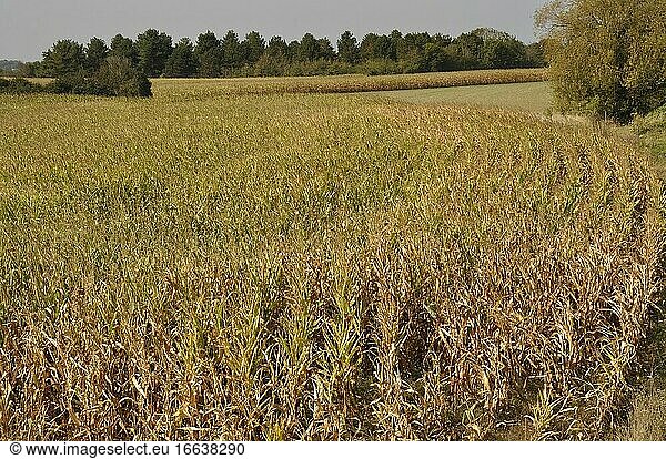 A Corn field in Brittany.