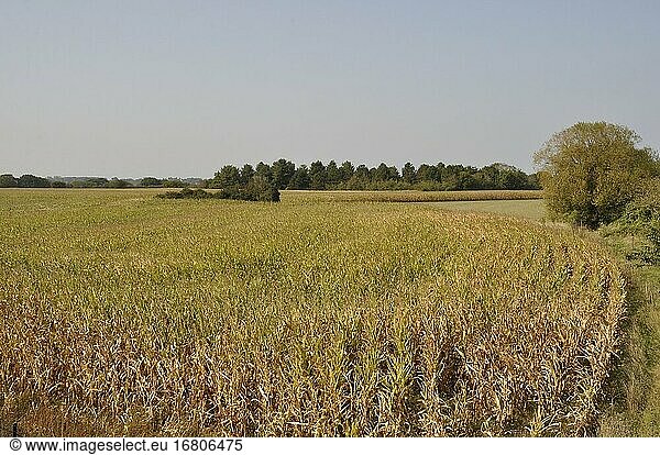 A Corn field in Brittany.