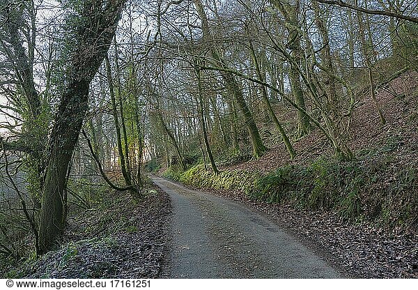 A country lane though woodland during winter at Bampton  Devon.