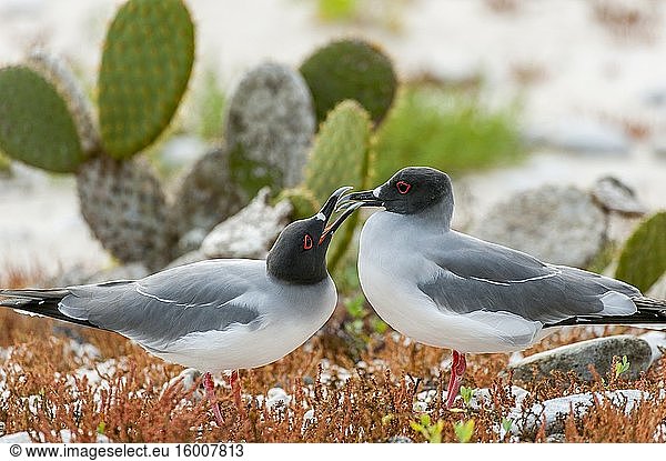 A couple of Swallow-tailed gulls (Creagrus furcatus) displaying courtship (mating) behavior on Genovesa Island (Tower Island) in the Galapagos Islands  Ecuador.