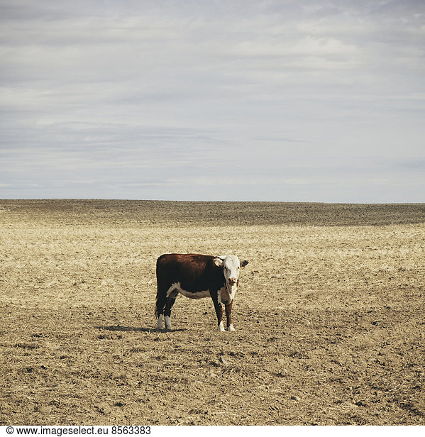 A cow standing in an open field in Palouse  in Whitman County  Washington  in the USA.