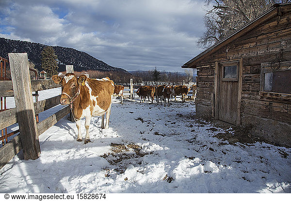 A cow waits to be milked at a dairy farm in Carbondale  Colorado.