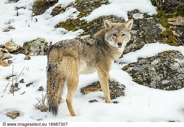 A Coyote searches for a meal in the snowy mountains of Montana