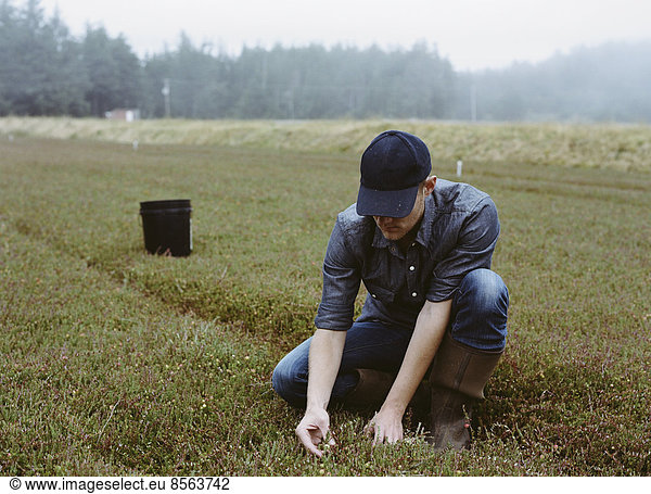 A cranberry farm in Massachusetts. Crops in the fields. A young man working on the land  harvesting the crop.