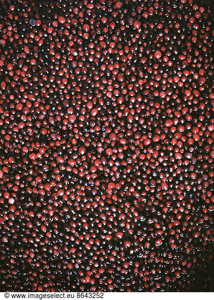 A cranberry farm in Massachusetts. The crops  small round red berries in water.