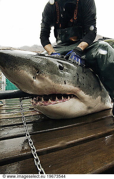 A crew member of Expedition Great White straddles a white shark with a hook in its mouth.