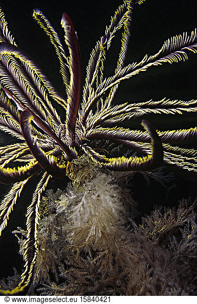 A crinoid sits atop a whip coral in Madagascar