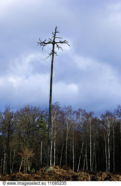 A crucifix made of a tree att a cut forest