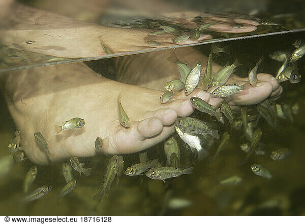 A customer has her pedicure done by fish at a fish spa in Kuala Lumpur.
