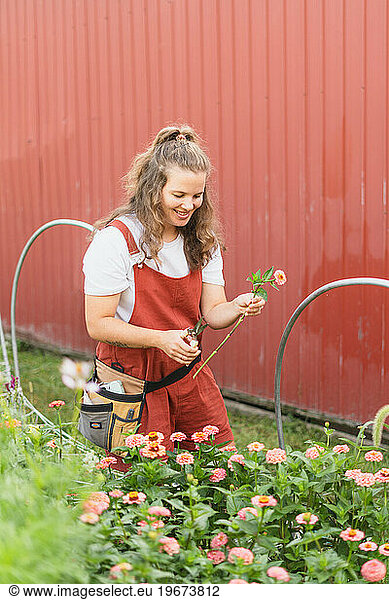 A cut flower florist cuts the stem of a pink zinnia from her gar