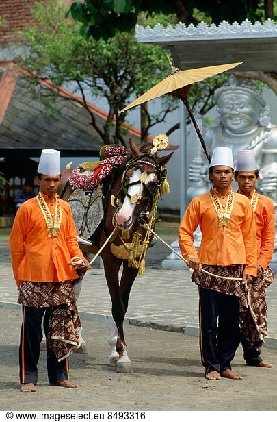 A decorated horse in a parade at the Royal Palace in Jakarta  Indonesia