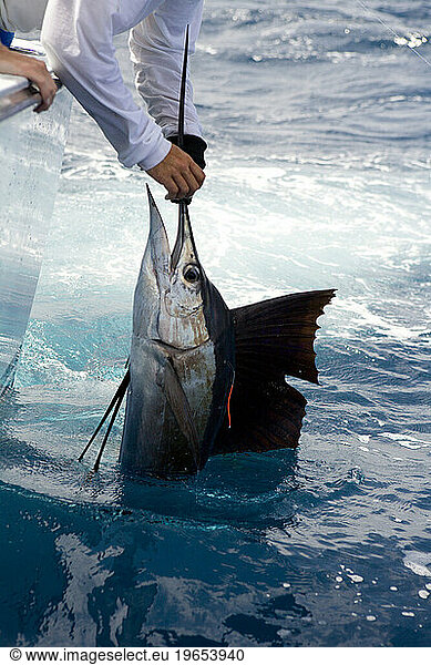 A deep sea fishing angler hold up the bill of a sailfish.