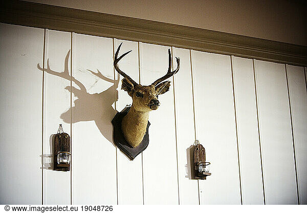 A deer head on a wall.