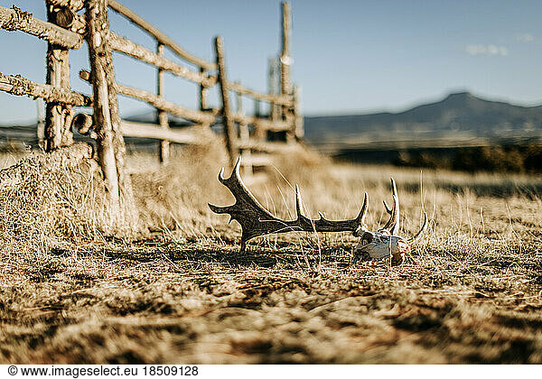 A deer skull and antlers next to wooden fence in desert  New Mexico