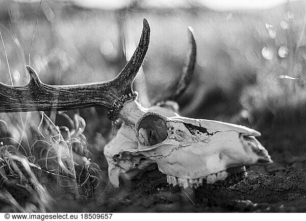 A deer skull sits in dry grass  New Mexico.