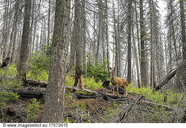 A deer stands in a dead burned forest from a wildfire
