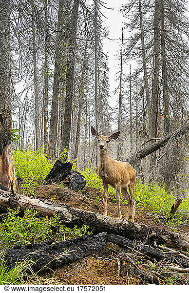 A deer stands over burned trees in a burned forest from a wildfire