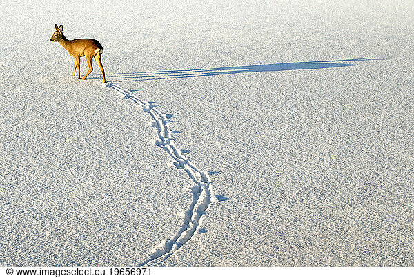 A deer walking through a snowy field