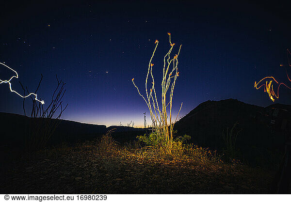 A desert bush lit up during twilight in Big Bend National Park