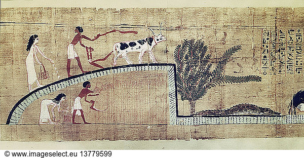 A detail of a vignette from the Book of the Dead of Lady Cheritwebeshet showing ploughing  sowing and harvesting the wheat in the Iaru Field  To the left a crocodile drinks from the river. Egypt. Ancient Egyptian. 21st dynasty c 1069 945BC.