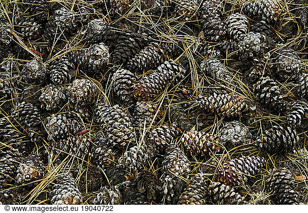 A detailed view of Ponderosa pine cones.