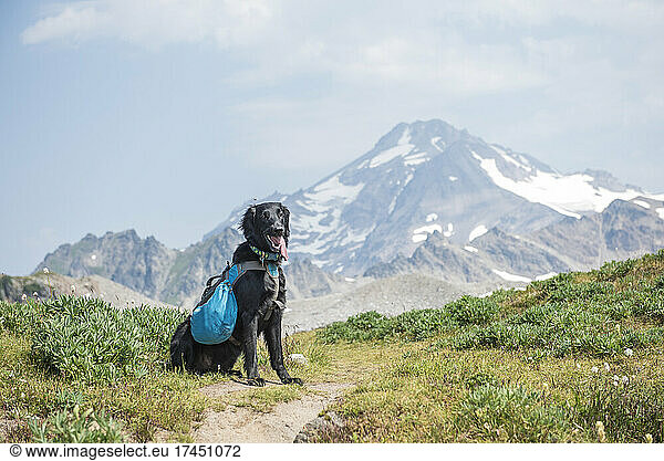 A dog hiking with a pack in Glacier Peak Wilderness area.