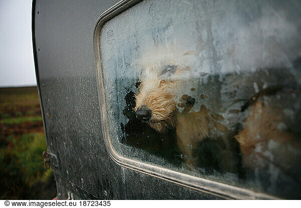 A dog is looking out of a van's back window  excitingly awaiting to get out of his beat-keepers van  to be part in a grouse count prior to the start of the grouse season  at Reeth
