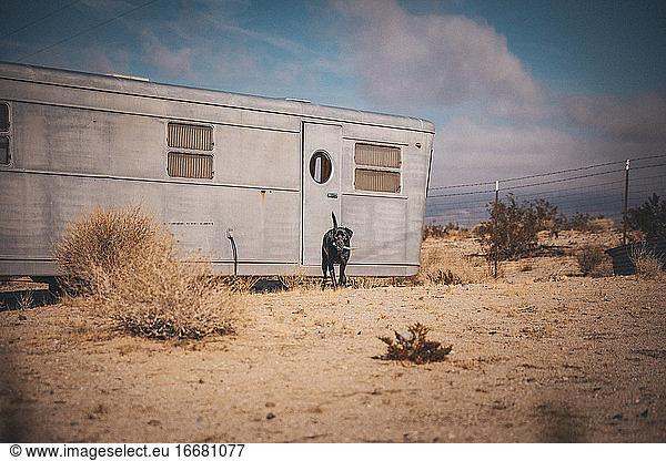 A dog is near an RV trailer in a desert  California