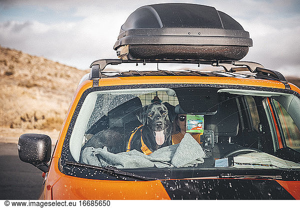 A dog is sitting inside a car in a desert of California